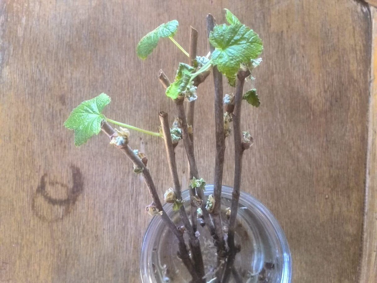 Садівники порадили спосіб укорінення смородини без використання спеціальних засобів із магазину