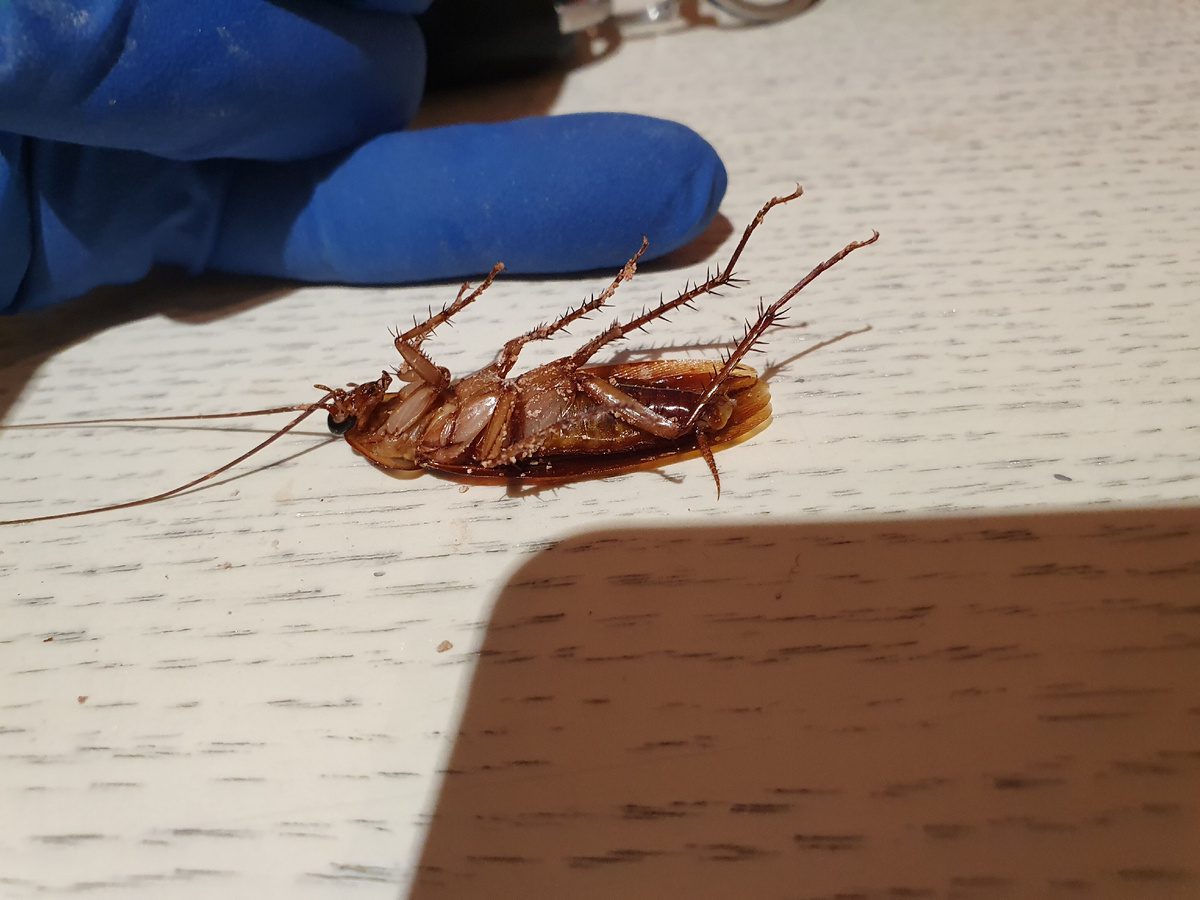 Експерти порадили надійний спосіб, який допоможе вивести тарганів з будинку чи квартири