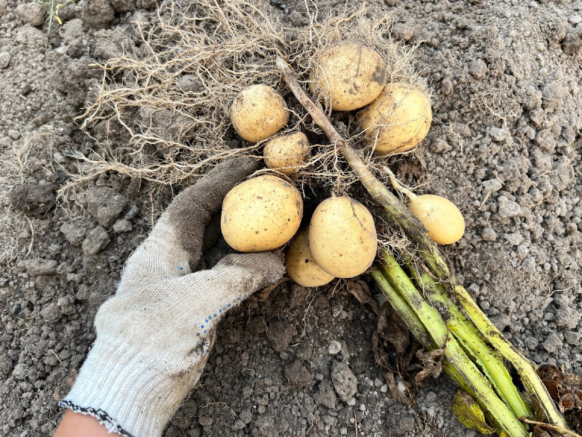 Експерти розповіли, як правильно зберігати картоплю довго, аби вона не псувалась – корисні поради