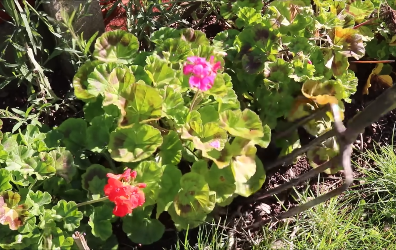 Квітникарі розповіли, як правильно зберігати пеларгонію взимку