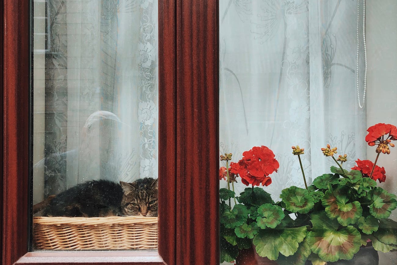 Квітникарі порадили дешевий ефективний засіб підгодівлі герані