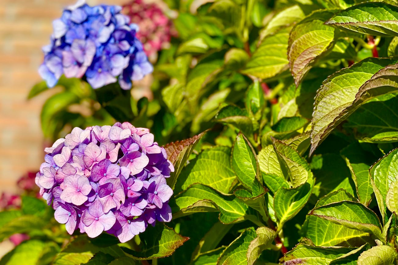 Квітникарі розповіли про осінній догляд за гортензіями