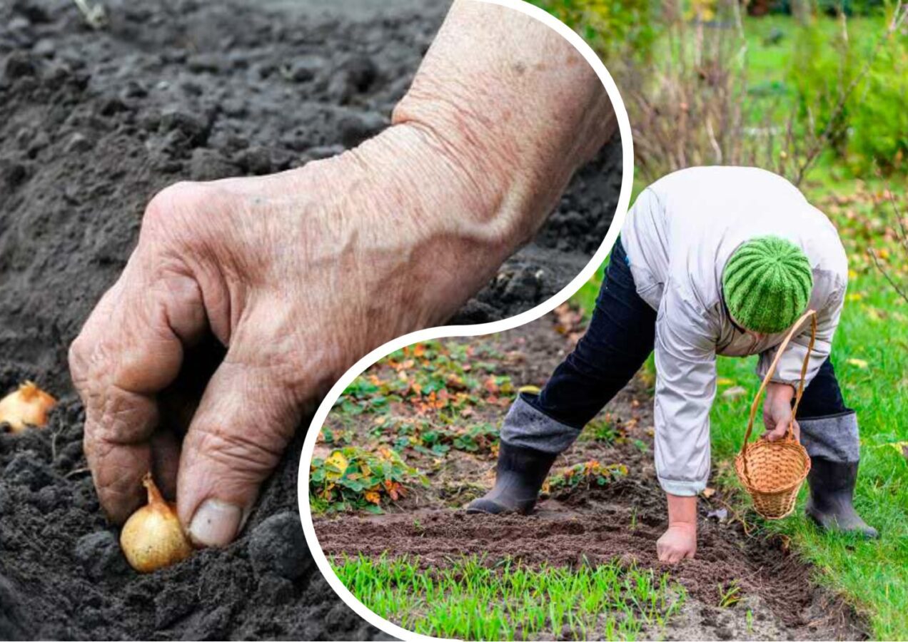 Городники розповіли, які овочі варто висадити під зиму