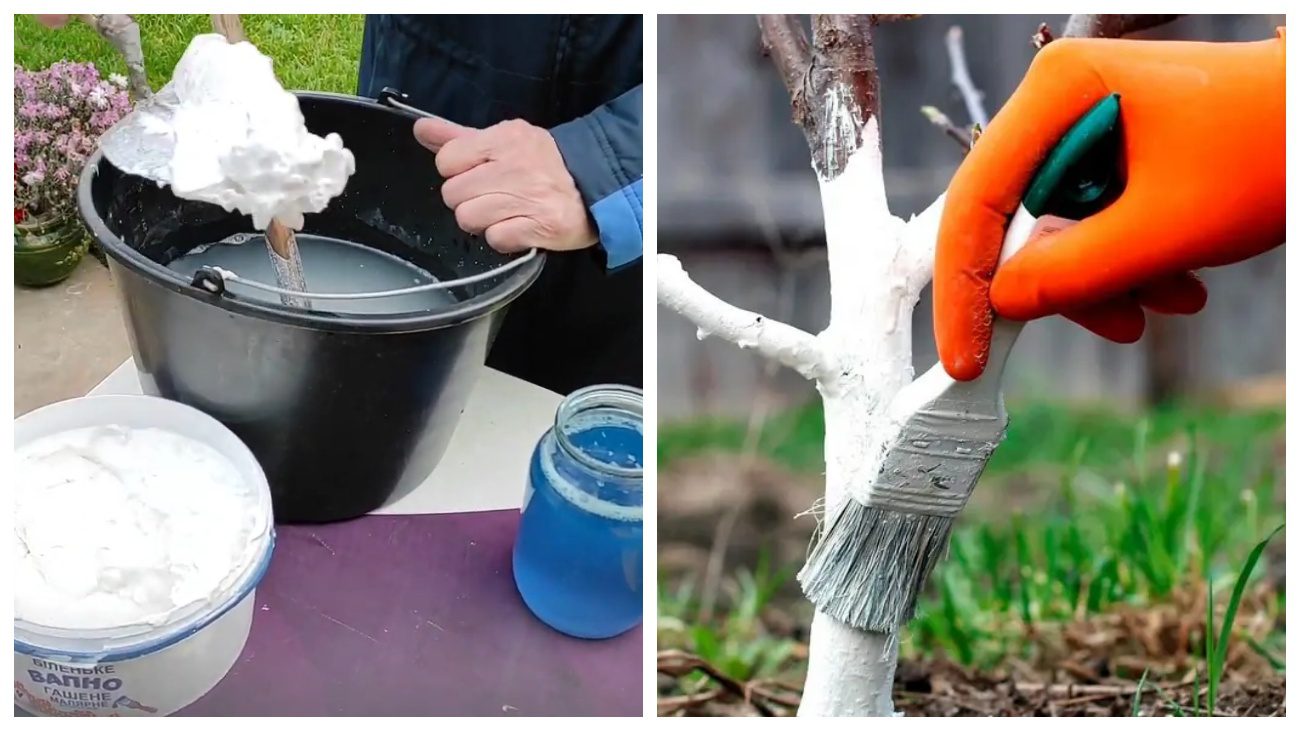 Садівники порадили, як зробити якісну побілку для дерев самотужки