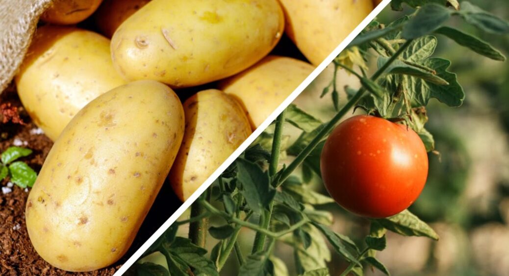 У кума картопля без дротяника, томати без шкідників: 1 безплатний трюк на вагу золота. Сільський лайфак 