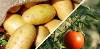 Городники розповіли, що зробити восени для покращення майбутнього урожаю