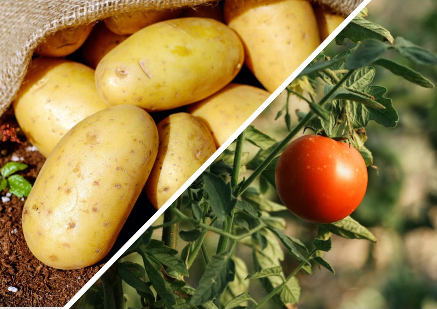 Городники розповіли, що зробити восени для покращення майбутнього урожаю