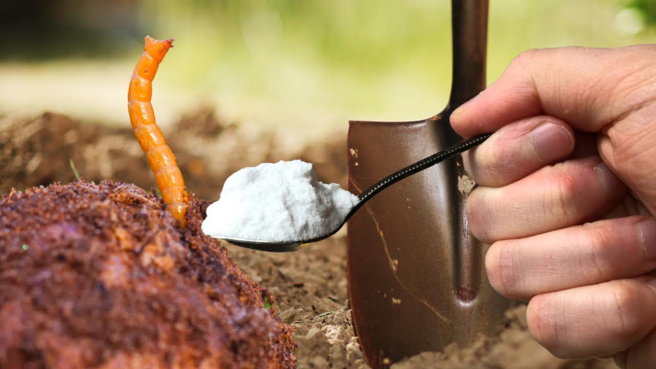 Городники розповіли, які осінні методи боротьби з дротяником будуть найдієвішими