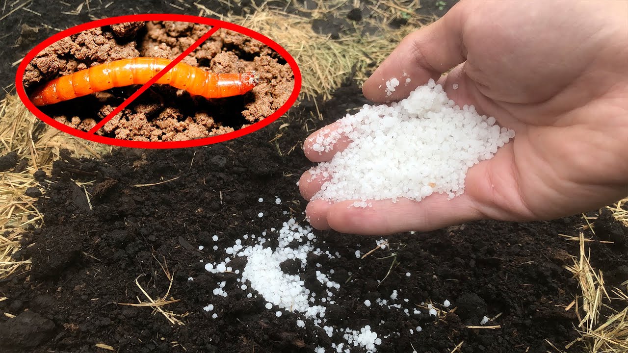 Городники розповіли, які осінні методи боротьби з дротяником будуть найдієвішими