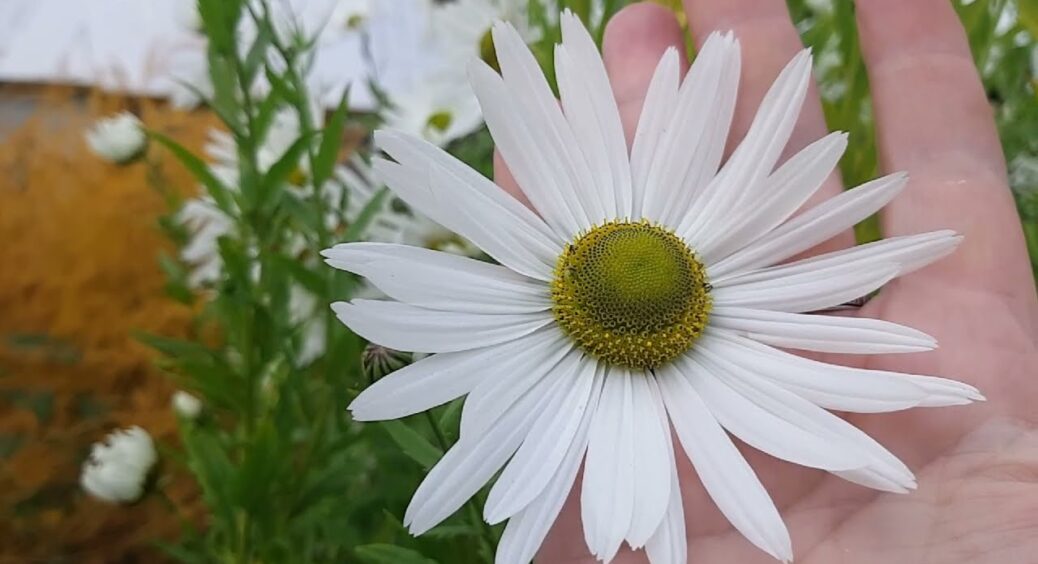 Біліший за сніг і цвіте до морозів: цей 1 багаторічник чудово підійде для спорожнілого саду – як доглядати 