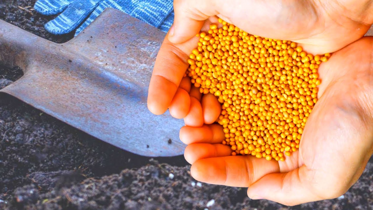 Досвідчені агрономи розповіли, що краще зробити з сидератами восени