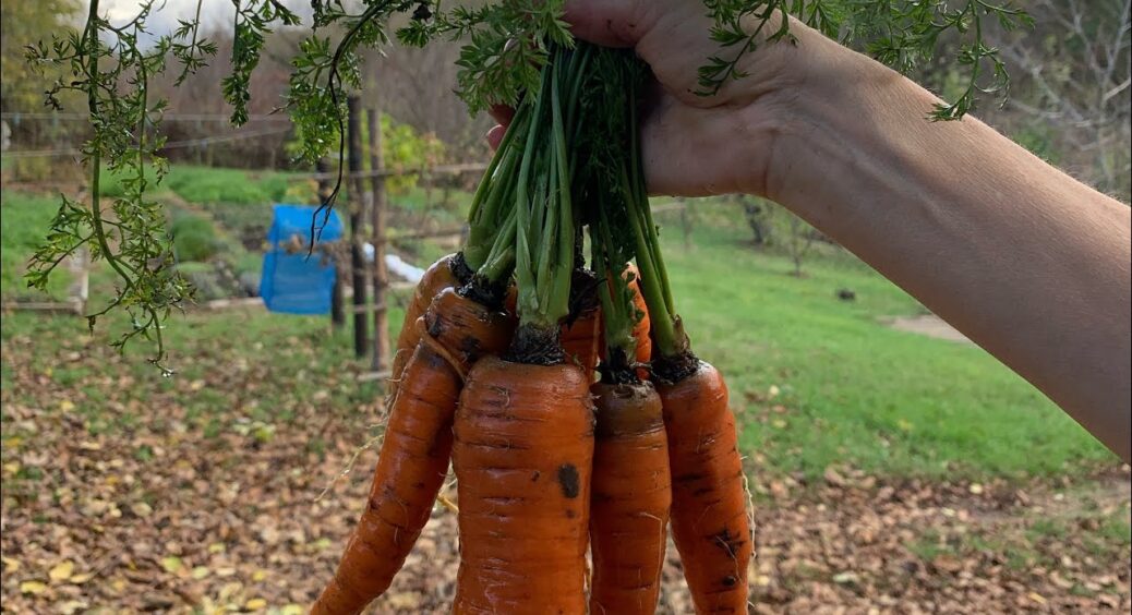 Хрускіт наче з грядки навіть взимку: 1 трюк, як я зберігаю моркву без холодильника, а вона – як свіжа 
