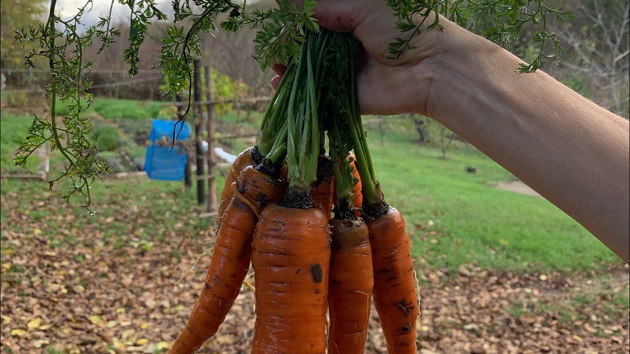 Експерти розповіли, як правильно зберігати овочі в підвалі 