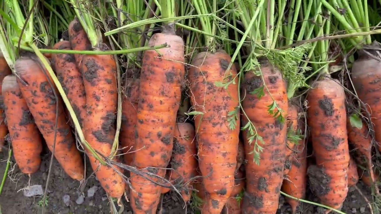 Городники розповіли, які сорти моркви відзначаються високою врожайністю 