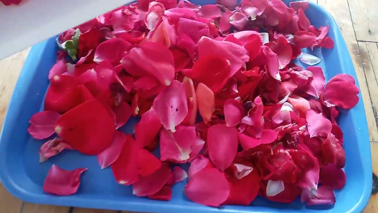 Садівники розповіли, що можна зробити з пелюстками троянд восени