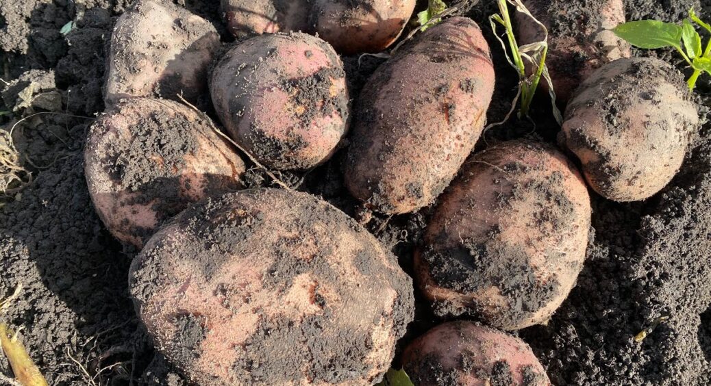 Кладу лише 1 гілочку на картоплю – і врожай зберігається усю зиму: навіть у вогкому погребі не проростає 