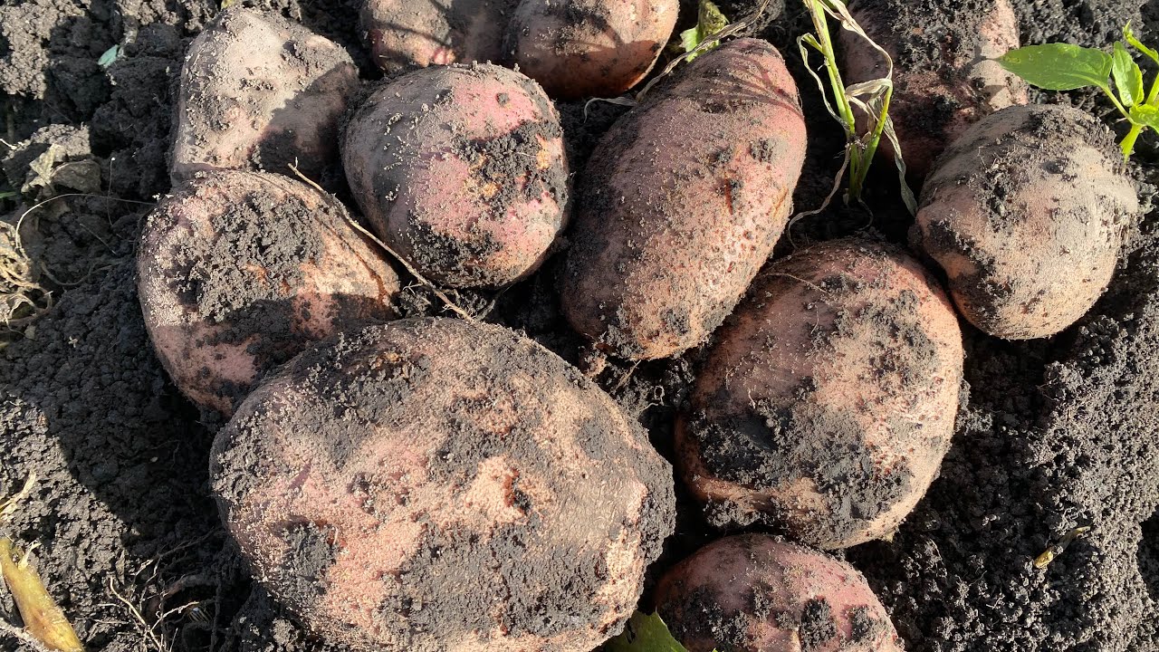 Експерти розповіли про три найкращі та ранні сорти картоплі