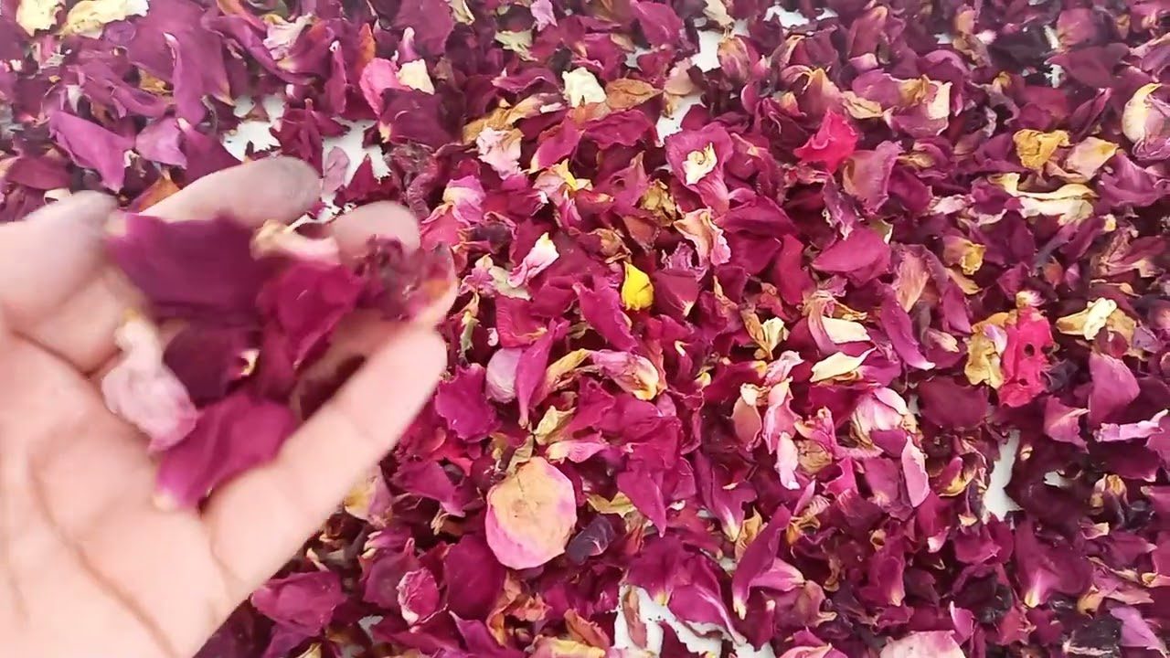 Садівники розповіли, що можна зробити з пелюстками троянд восени