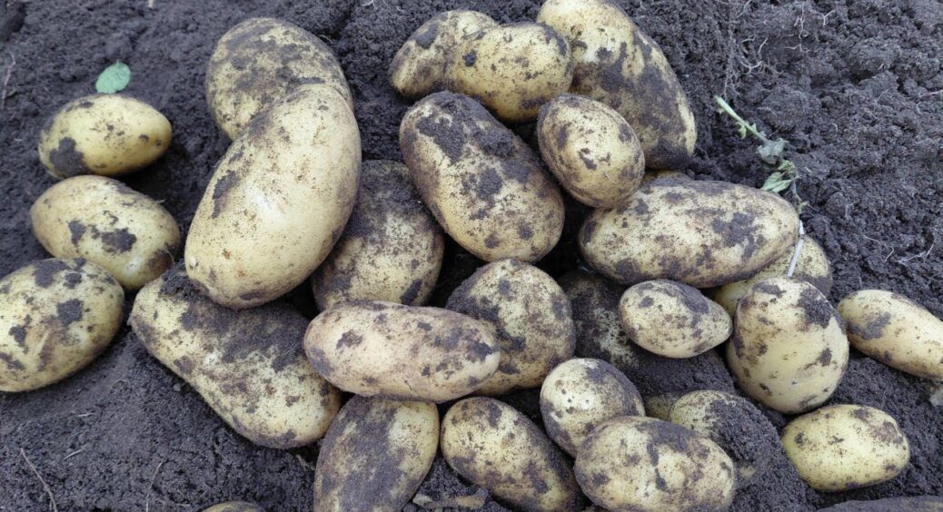 3 секрети зберігання картоплі в квартирі від діда, щоб вона не темніла, не проростала і не псувалась взимку 