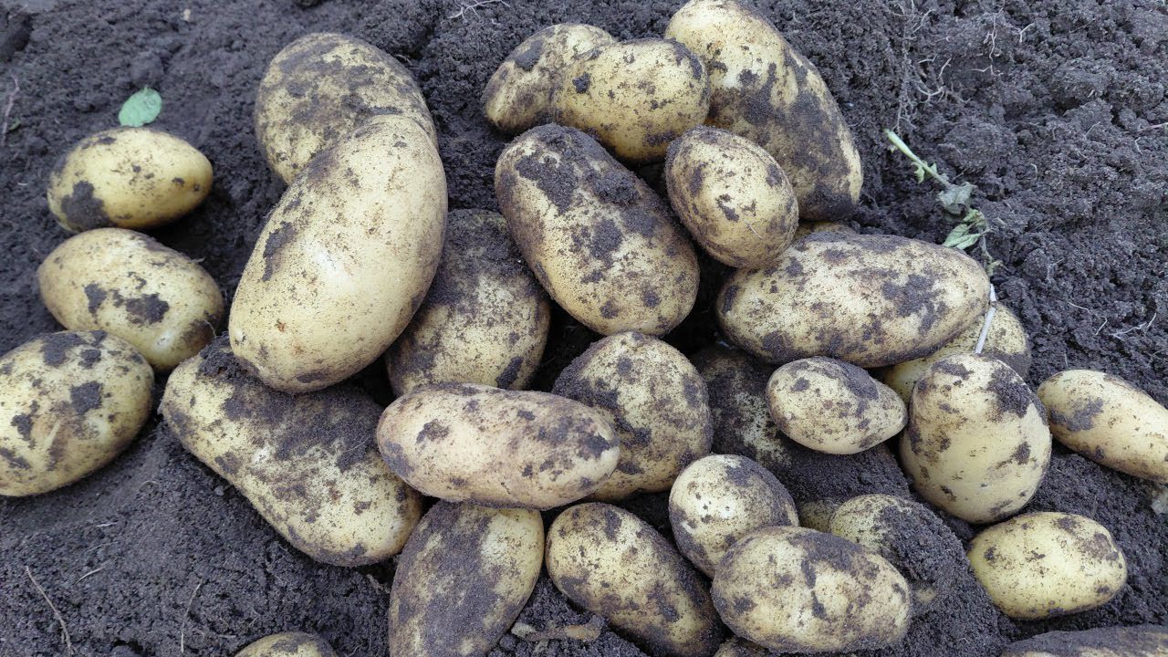 Господині пояснили, як правильно зберігати картоплю 