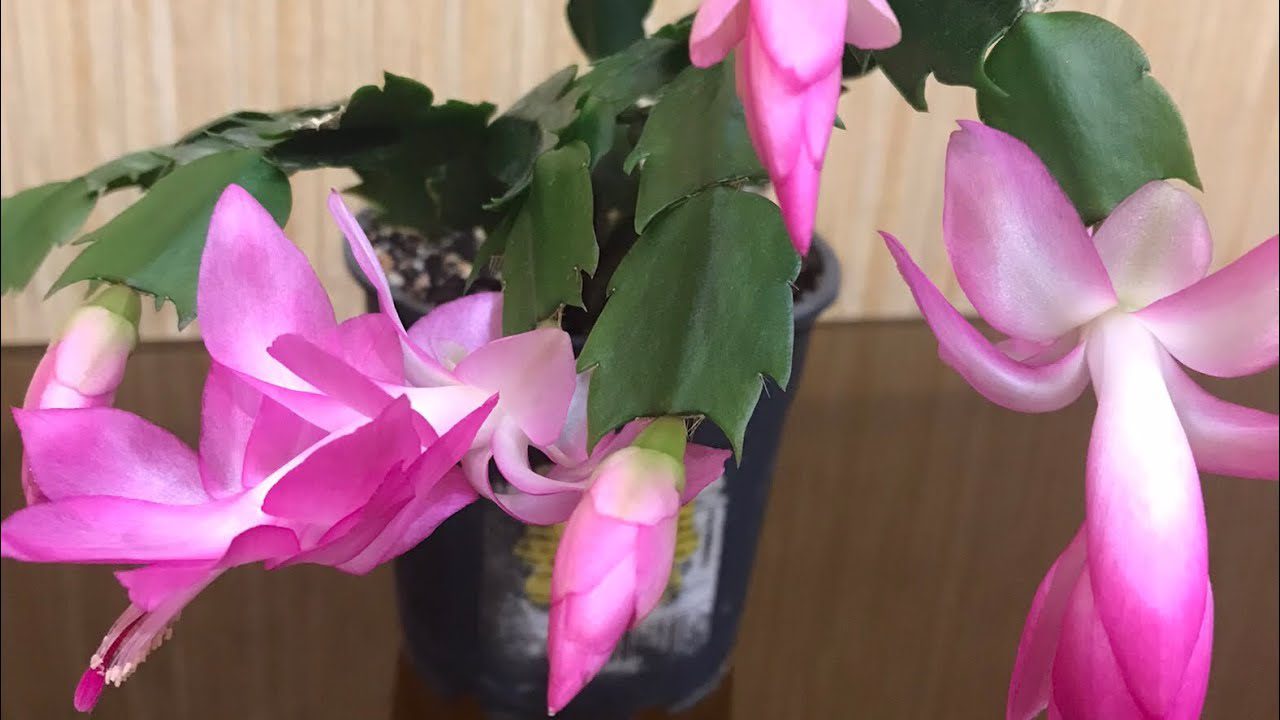 Квітникарі розповіли, як правильно поливати декабрист для пишного цвітіння