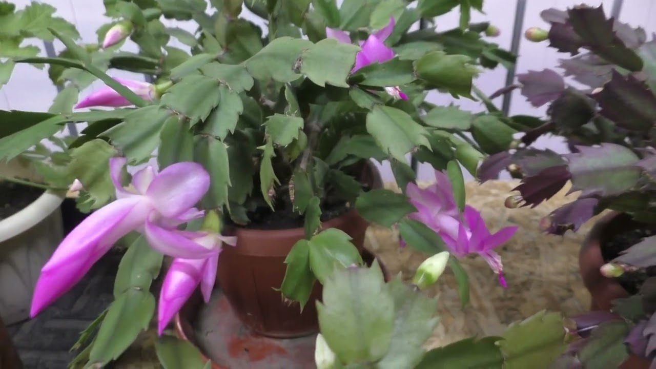 Квітникарі розповіли, як правильно поливати декабрист для пишного цвітіння