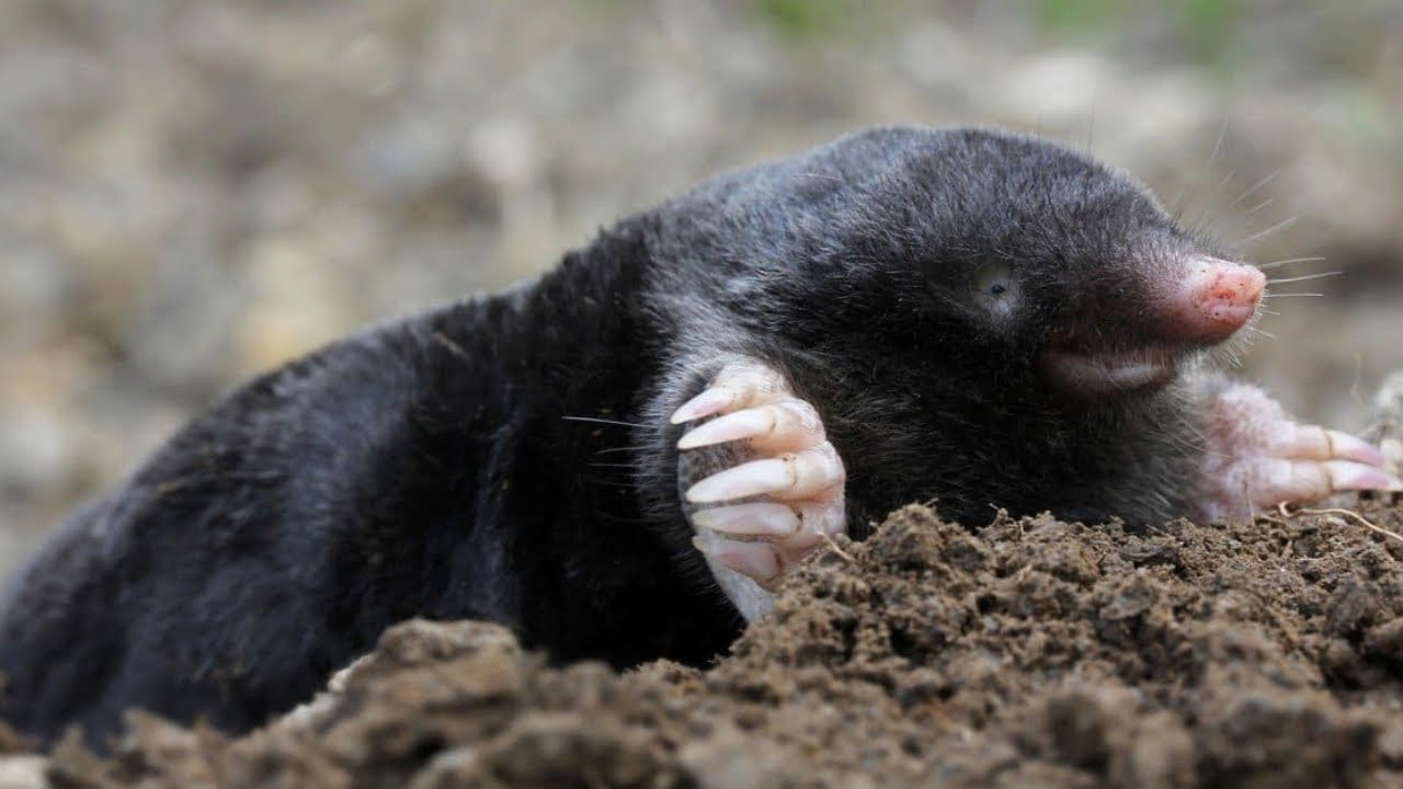 Городники розповіли, як швидко прогнати кротів гуманним способом