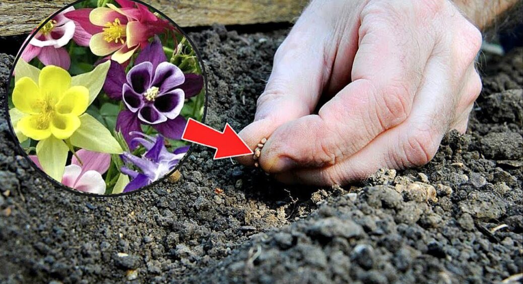 78-річна сусідка-садівниця підказала, які квіти варто посіяти на ділянці під зиму – сад буятиме цвітінням 