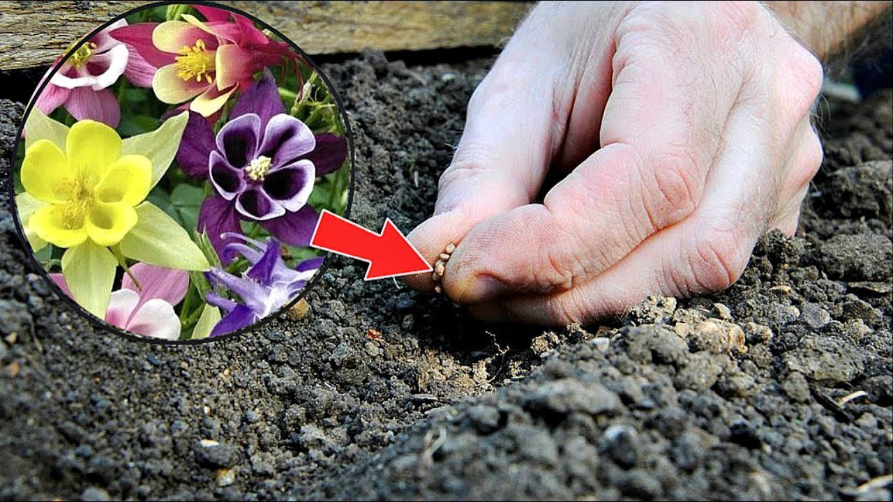 Садівники розповіли, які квіти можна посіяти в саду під зиму