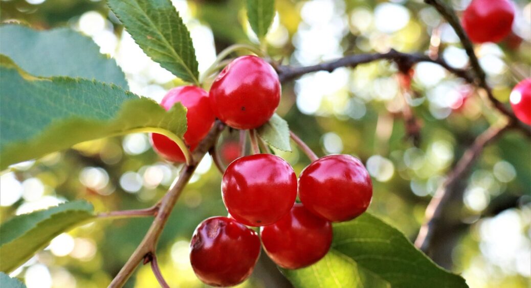 Терміново для вишні у жовтні: врожай просто на очах зросте у 3 рази – всього 2 склянки та 1 відро води 