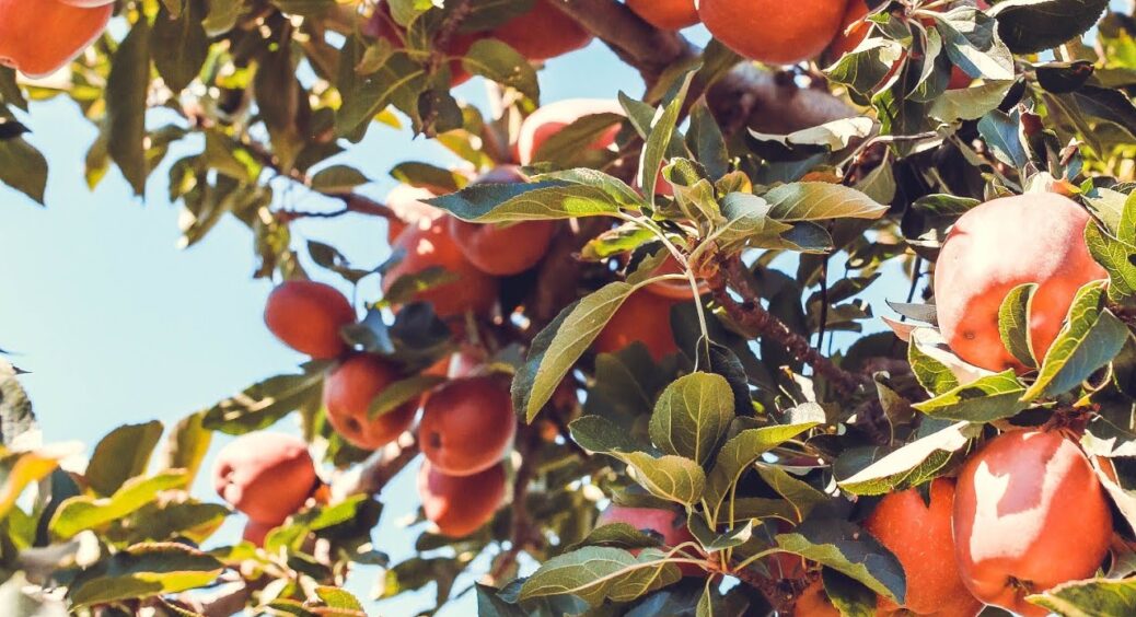 Наприкінці жовтня вже 40 років обробляю яблуні цим “потужним” засобом – і забуваю про паршу та плодожерку 