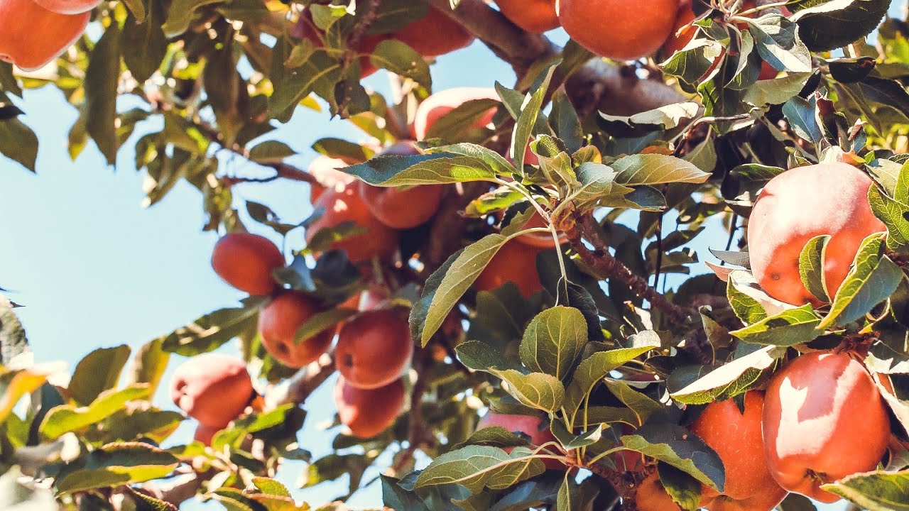 Експерти розповіли, як садити саджанці плодових дерев