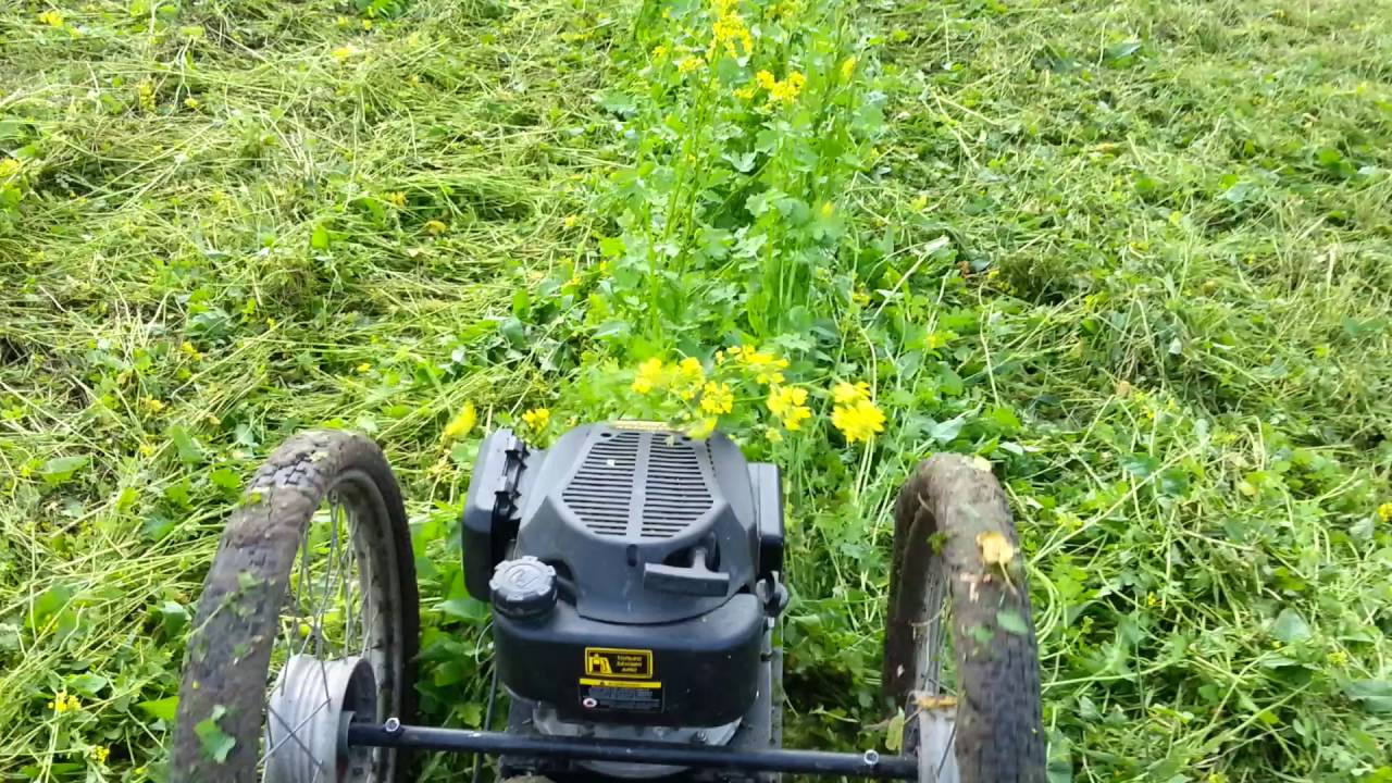 Садівники розповіли, як прибрати сидерати восени, щоб отримати родючий ґрунт