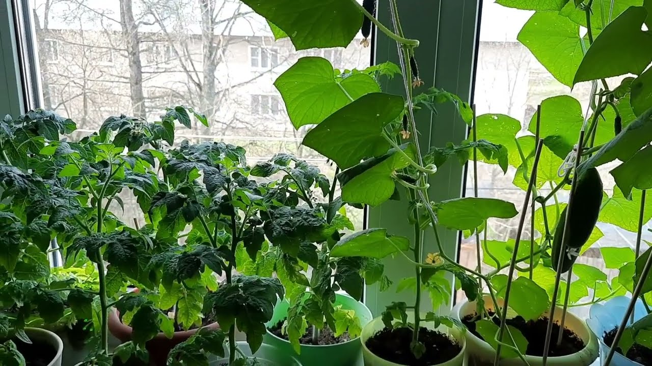 Садівники розповіли, як правильно організувати зимовий город на підвіконні