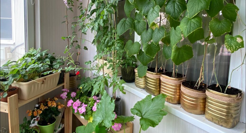 Кум-садівник навчив створювати зимовий город на підвіконні – тепер цілий рік збираю свіжі томати й зелень 