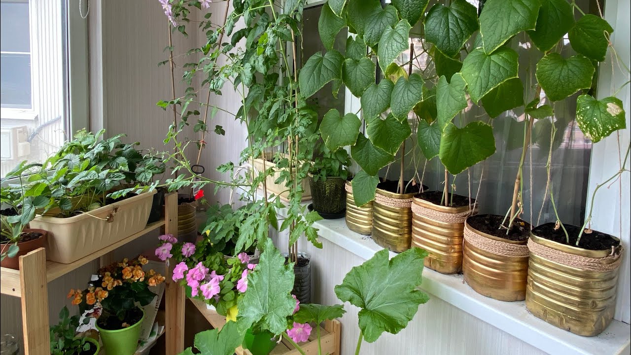 Експерти розповіли, як отримати щедрий врожай на підвіконні
