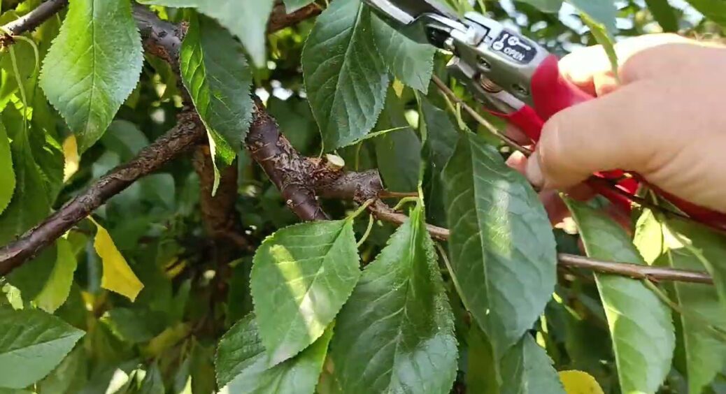 Осіння обрізка вишні – серйозна помилка дачника: як 1 неправильний рух секатором може швидко погубити дерево 