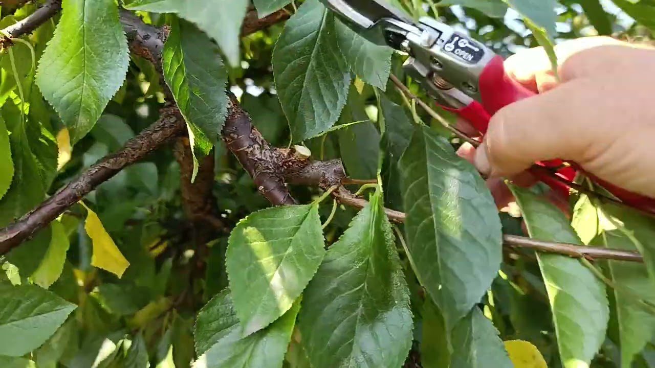 Експерти назвали ризики та правильні терміни для проведення обрізки вишні восени