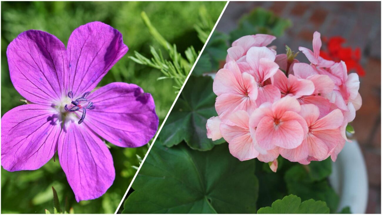 Квітникарі розповіли, чому догляд за геранню та пеларгонією різний