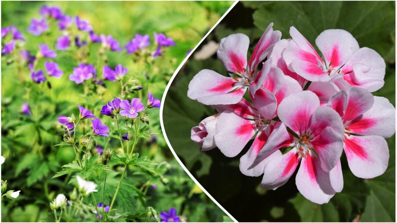 Квітникарі розповіли, чому догляд за геранню та пеларгонією різний