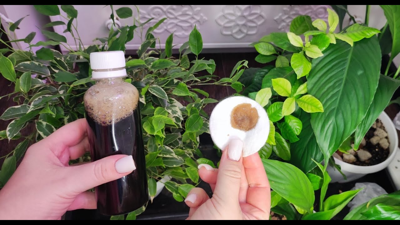 Господині поділилися незвичайними способами використання ватних дисків у побуті