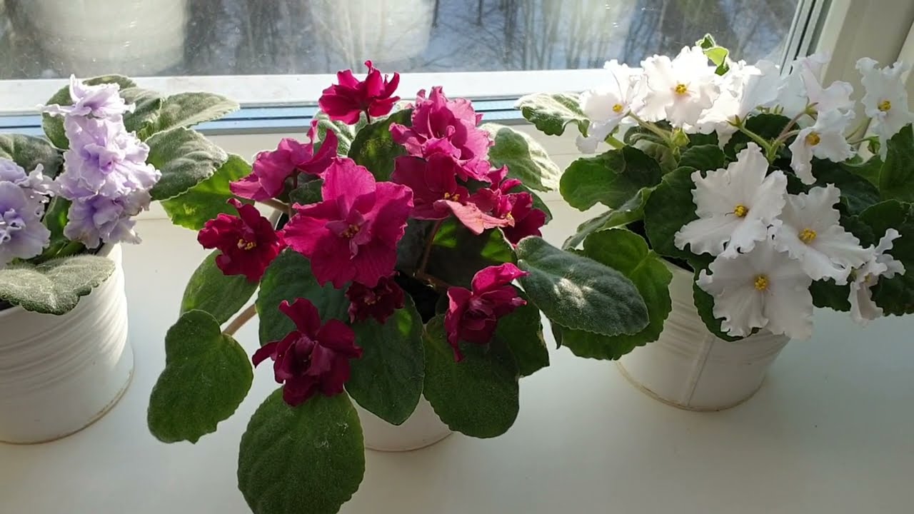 Квітникарі розповіли, як приготувати дієве підживлення із золи для фіалок