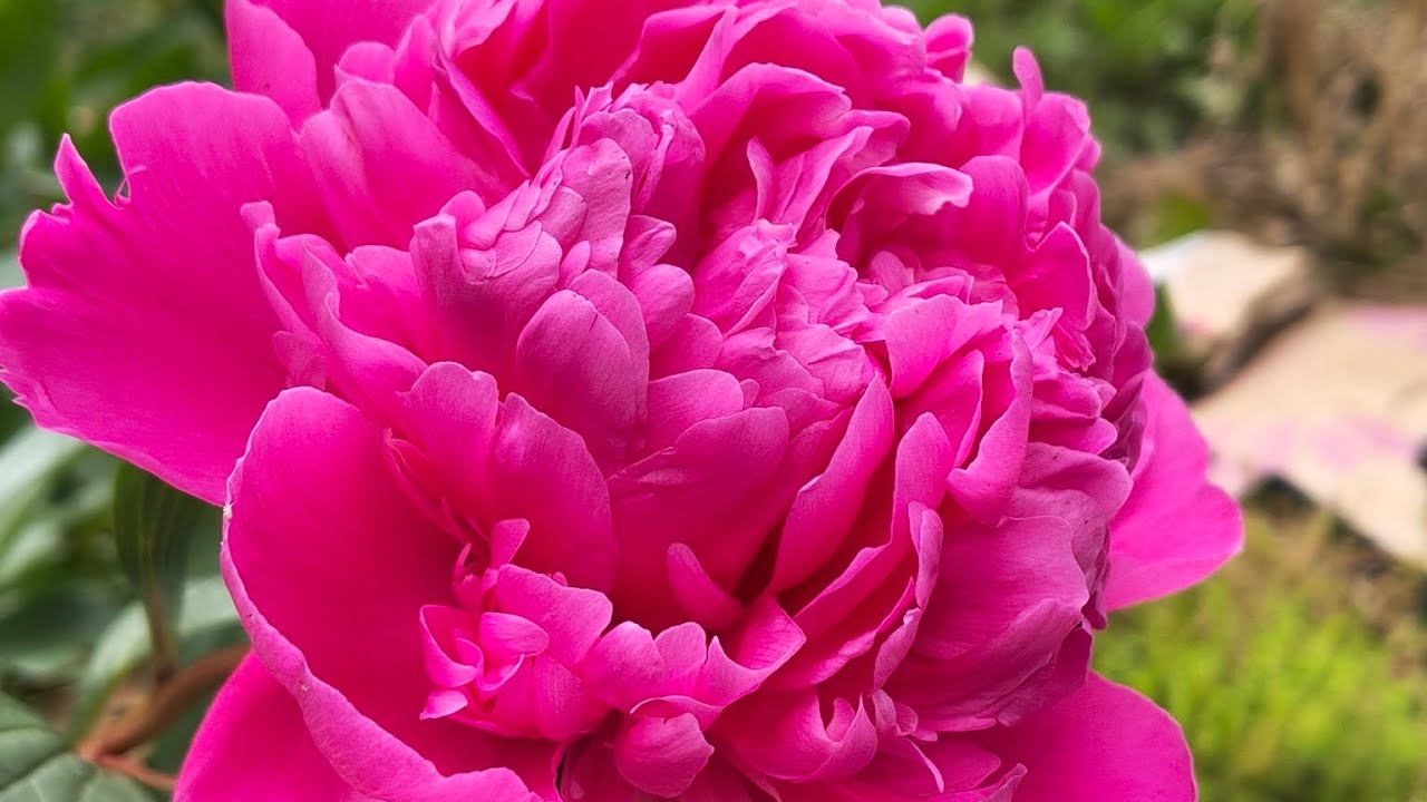 Садівники розповіли, чим підживити півонії восени для пишного цвітіння навесні