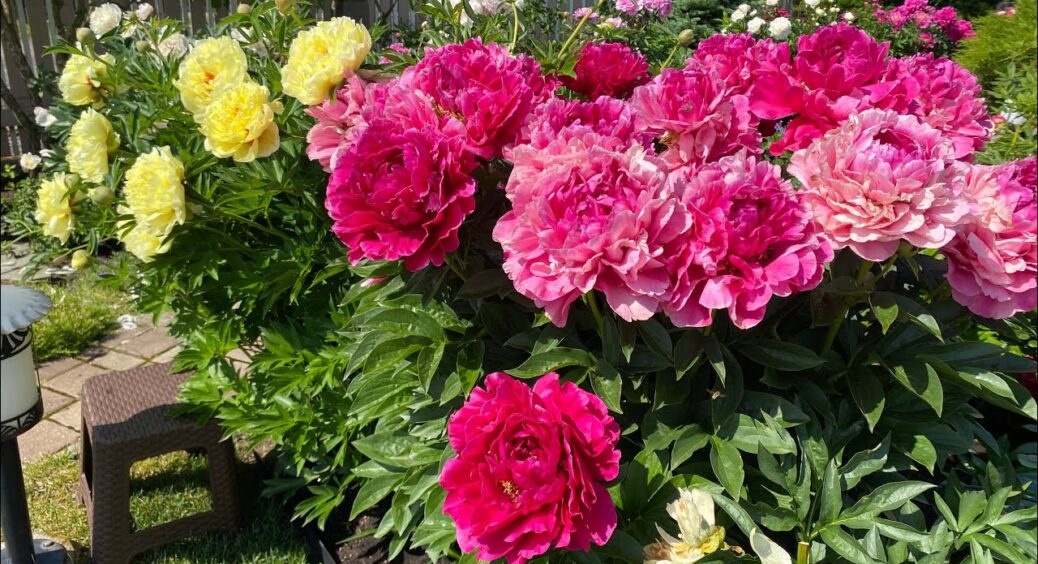 Наприкінці жовтня закопую під кожен кущ півоній цю “копійчану” кухонну добавку – і навесні милуюсь цвітінням 