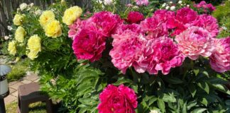 Садівники розповіли, чим підживити півонії восени для пишного цвітіння навесні