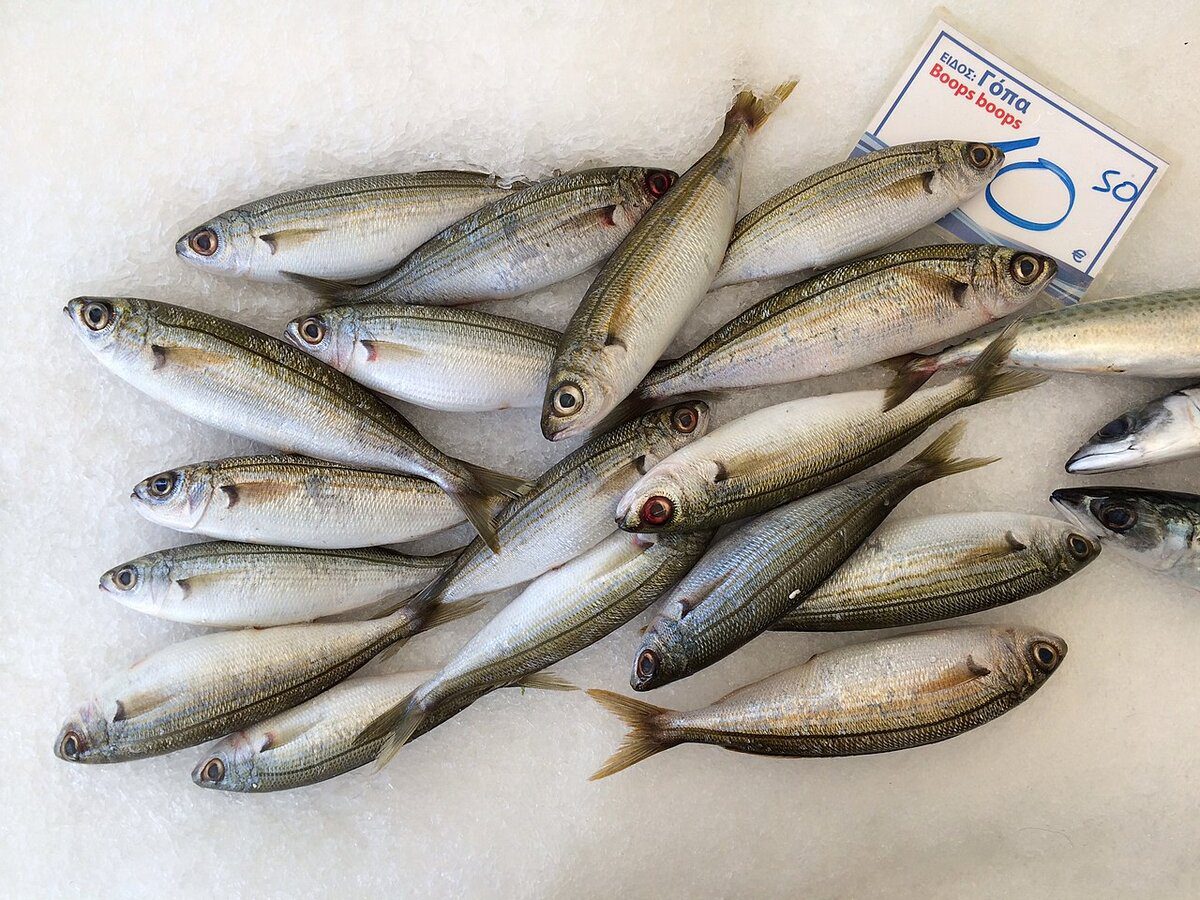 Експерти розповіли, яка риба приносить найбільше користі людям після 55 років – назва