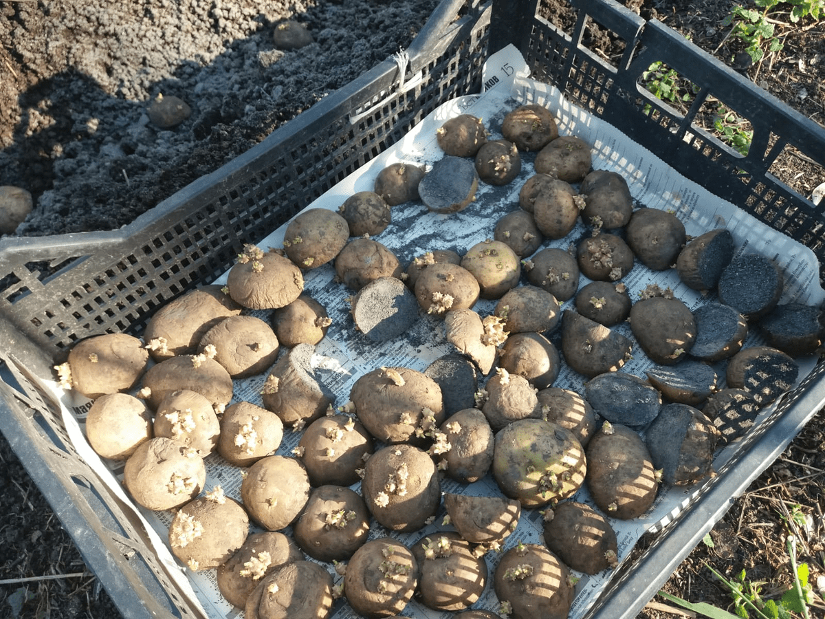 Експерти розповіли, як правильно зберігати картоплю довго, аби вона не псувалась – корисні поради