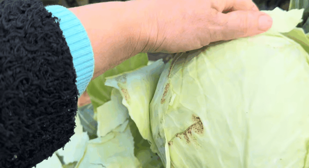 Обіцяють дощі та приморозки? Рубайте капусту, але робіть це правильно: що потрібно, щоб зберегти її до весни 