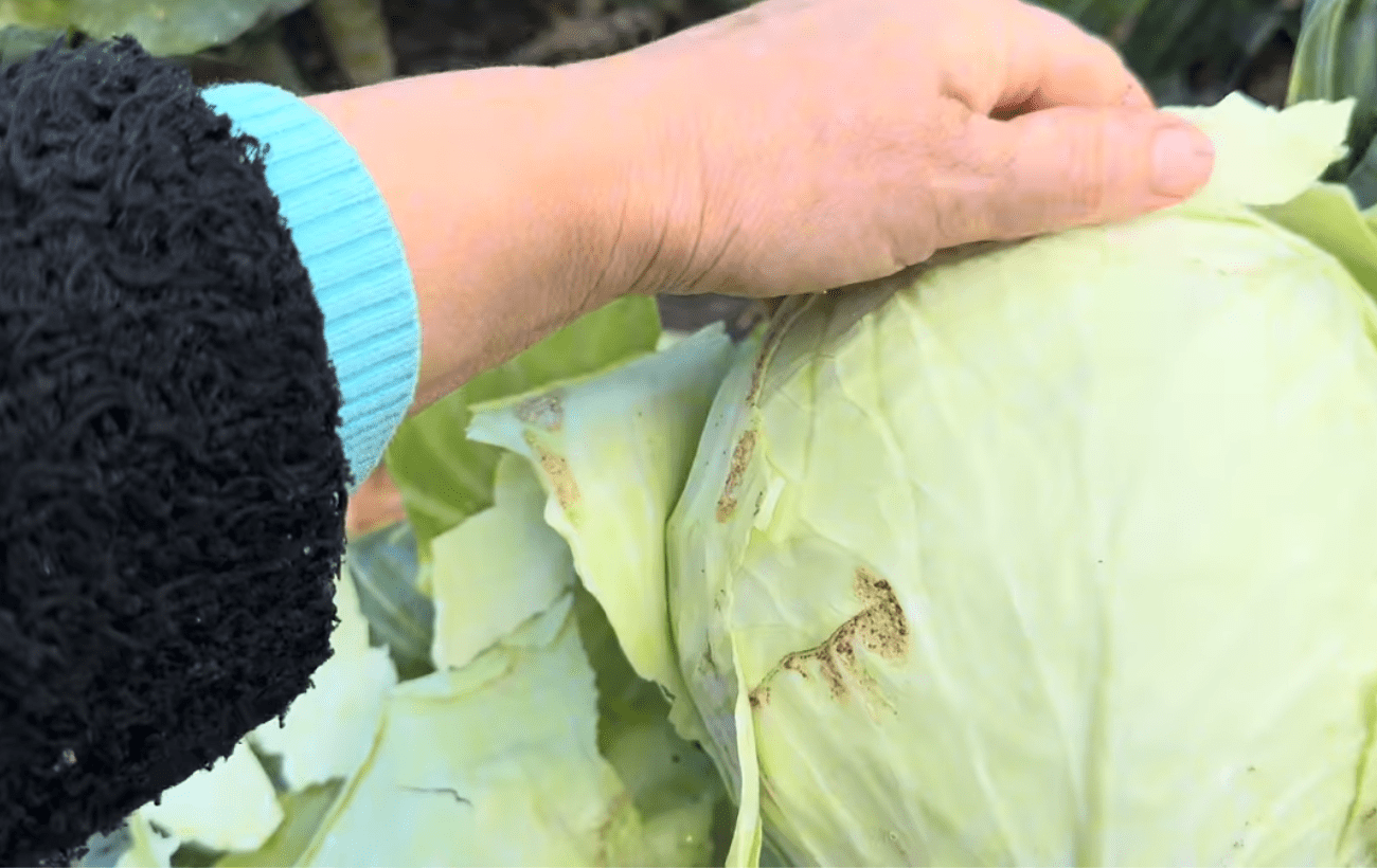 Городники пояснили, як зберігати капусту без погреба 