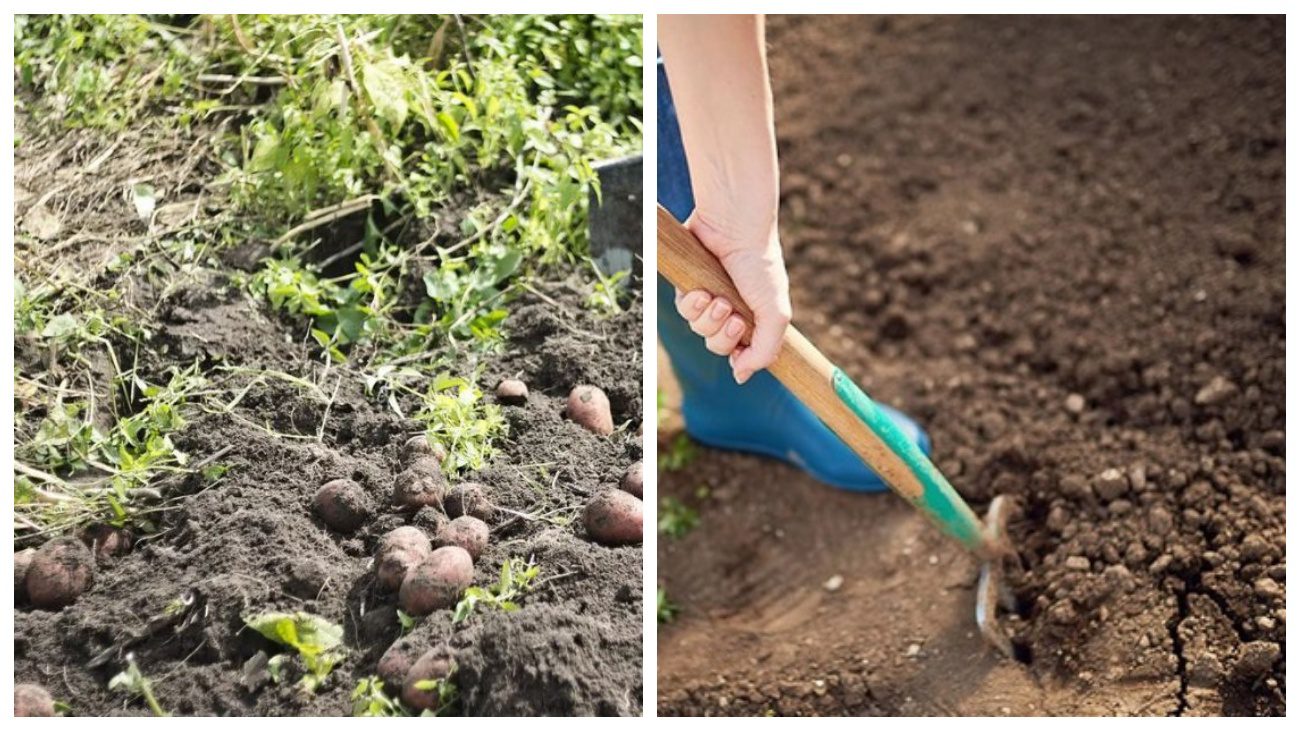 Городники розповіли, як відновити ґрунт на ділянці після картоплі
